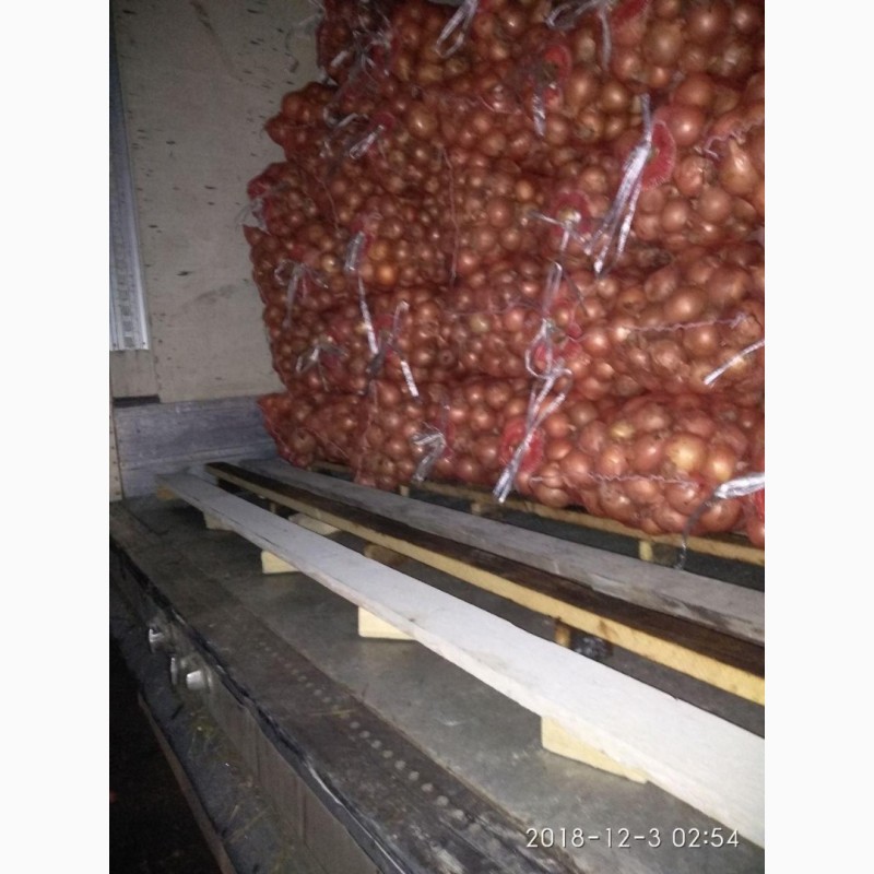 Фото 5. Экспортируем лук из Узбекистана