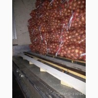 Экспортируем лук из Узбекистана