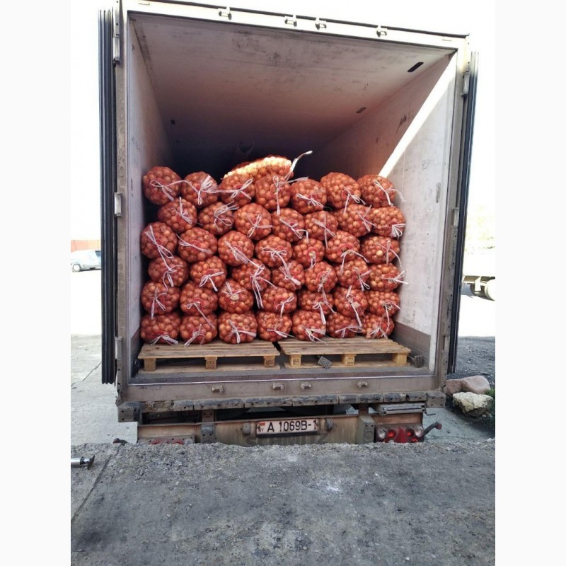 Фото 7. Экспортируем лук из Узбекистана