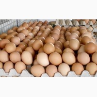 Яйцо куриное на экспорт