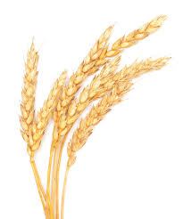 Пшеница. Крупнооптовая закупка