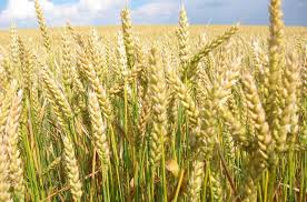 Фото 2. Пшеница. Крупнооптовая закупка