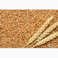 Пшеница. Крупнооптовая закупка