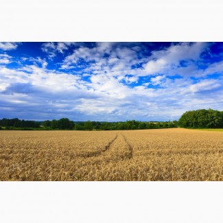 Продам земельный участок сельхозназначения в Донецкой области