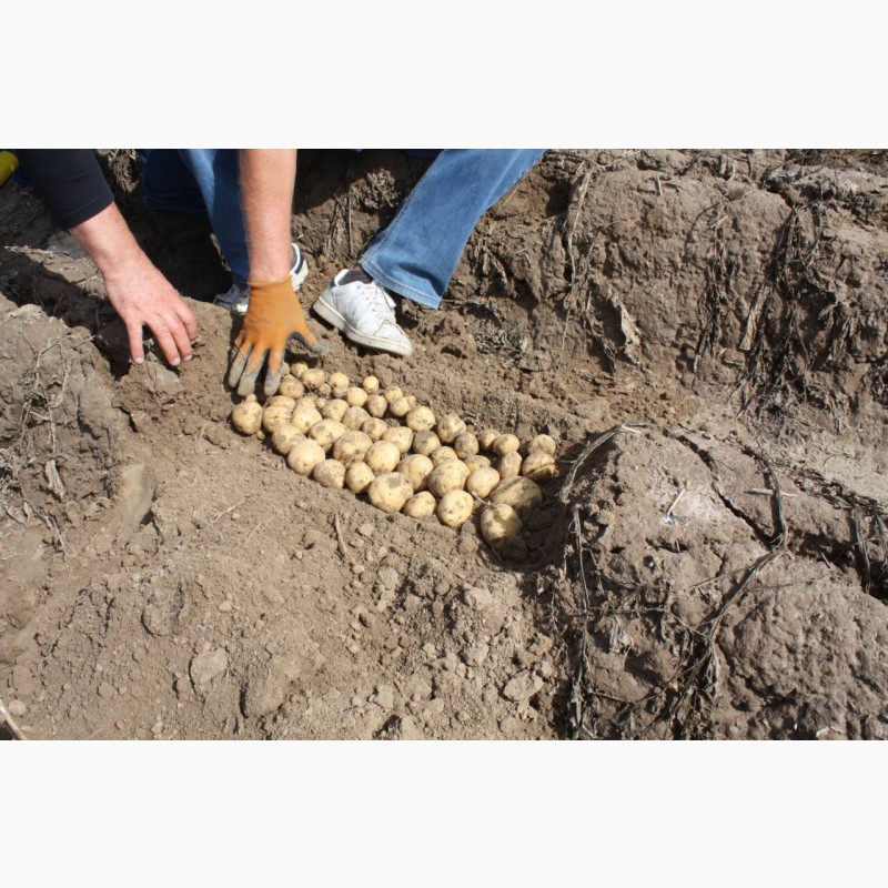 Фото 2. Насіння картоплі, картофель, бульба, семена