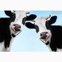 Куплю дойних корів