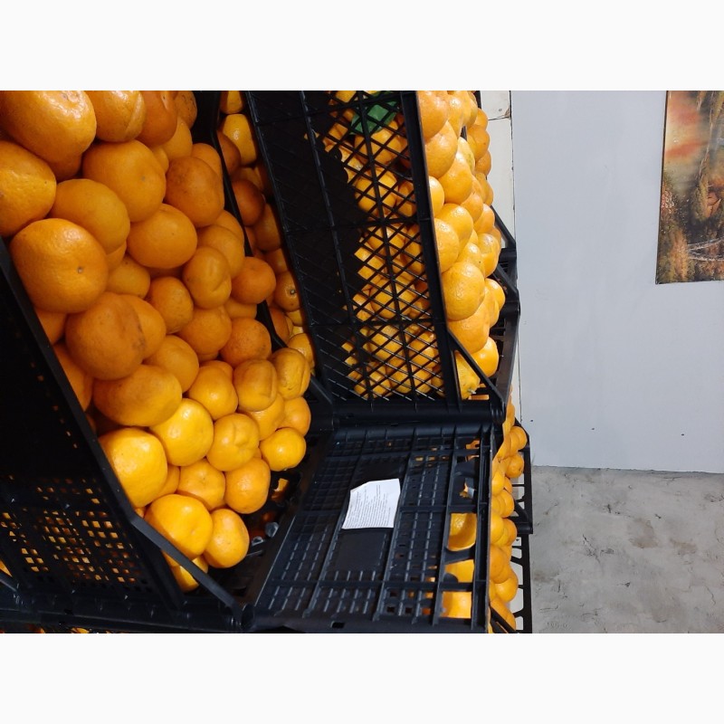 Фото 2. Продам мандарины из Абхазии