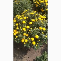 Продам шаровидну хризантему (мультифлору)