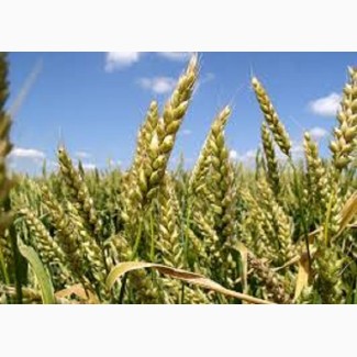 Семена озимой пшеницы КОХАНКА