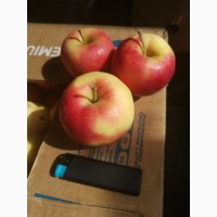 Продам яблоко (Гала)