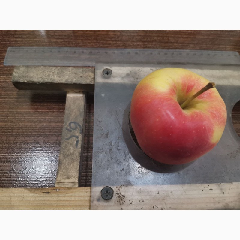 Фото 4. Продам яблоко (Гала)