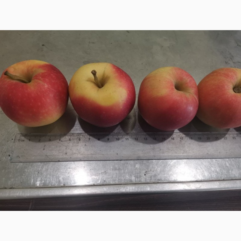 Фото 6. Продам яблоко (Гала)