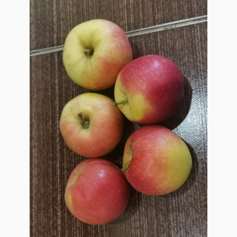 Фото 7. Продам яблоко (Гала)