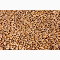 Продам фуражну пшеницю урожаю 2023 року 500 т
