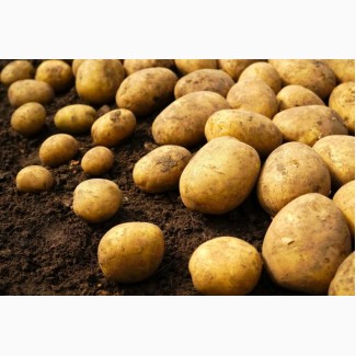 Молода картопля оптом, Черкаська область