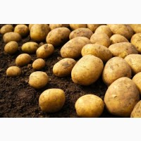 Молода картопля оптом, Черкаська область