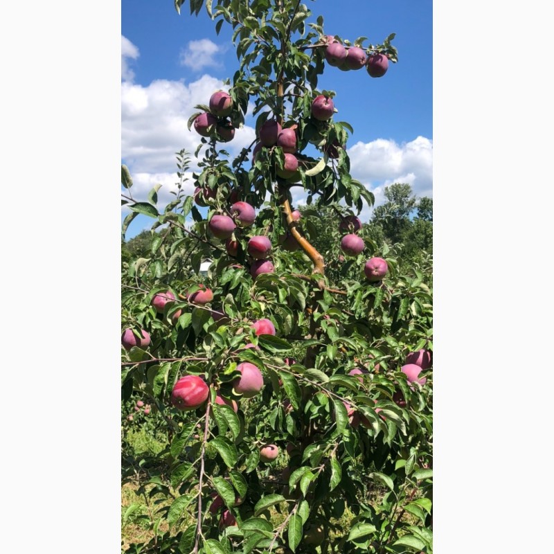 Фото 3. Продам літні яблука Вільямс Прайд