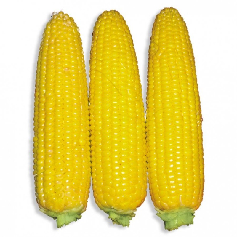 Фото 3. Купим оптом кукурузу(3-й класс)