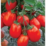 Продам пакетированные семена томата ( с первых рук, оптом от производителя)