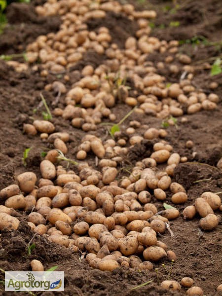 Фото 3. Насіннєва картопля. Провідні компанії Європи - SOLANA та DEN HARTIGH