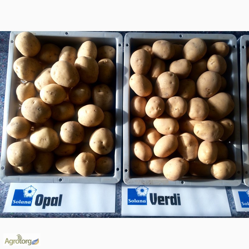 Фото 7. Насіннєва картопля. Провідні компанії Європи - SOLANA та DEN HARTIGH
