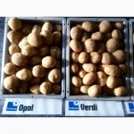 Насіннєва картопля. Провідні компанії Європи - SOLANA та DEN HARTIGH