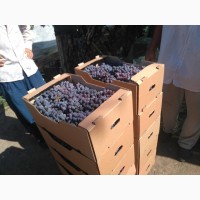 Продам виноград столовый свежий