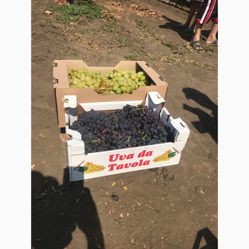 Фото 5. Продам виноград столовый свежий