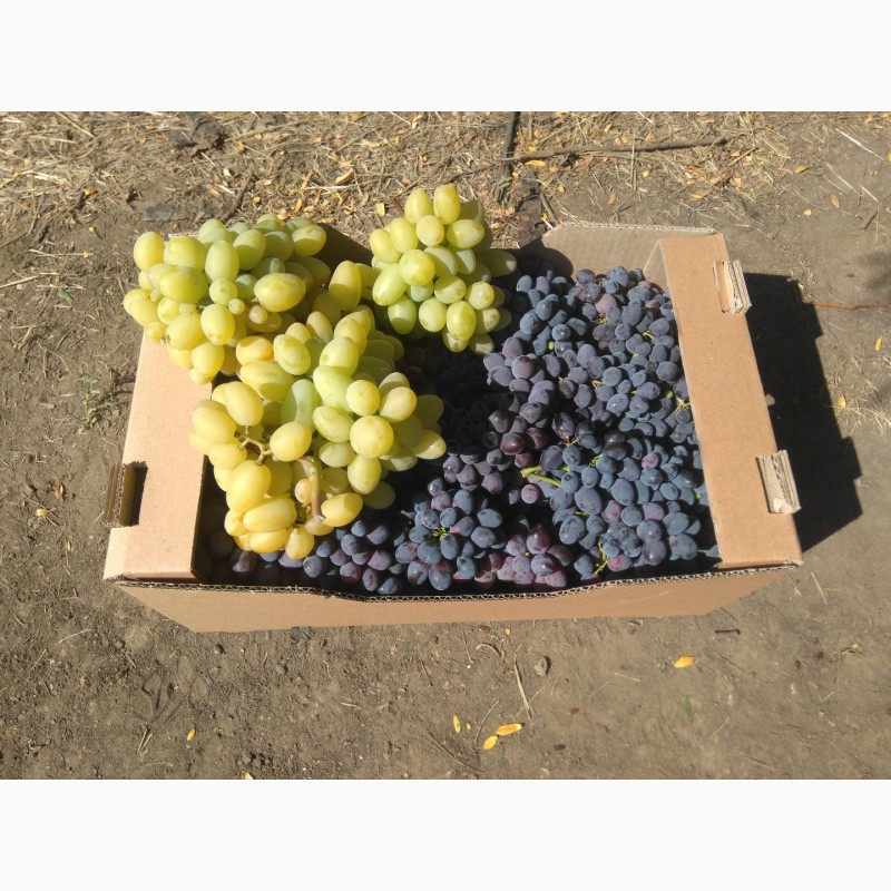 Фото 6. Продам виноград столовый свежий