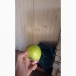 Продам яблука від виробника, оптом
