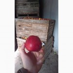 Продам яблука від виробника, оптом