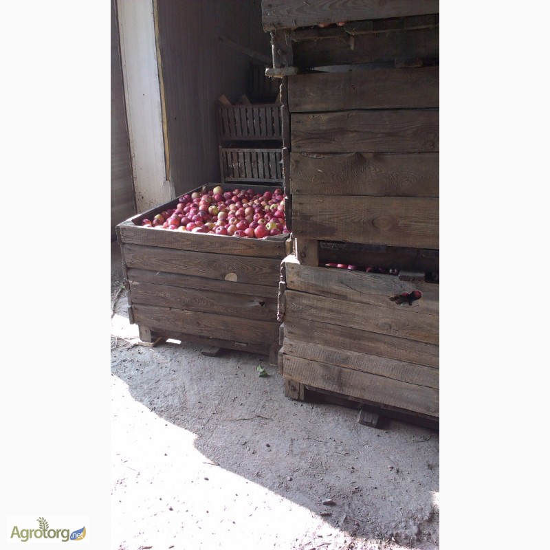 Фото 9. Продам яблука від виробника, оптом