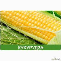 Продам гібрид кукурузи ПОЧАЇВСЬКИЙ 190 МВ