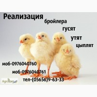 Суточные бройлерные цыплята РОСС-708/КОББ-500 оптом и в розницу, возможна доставка