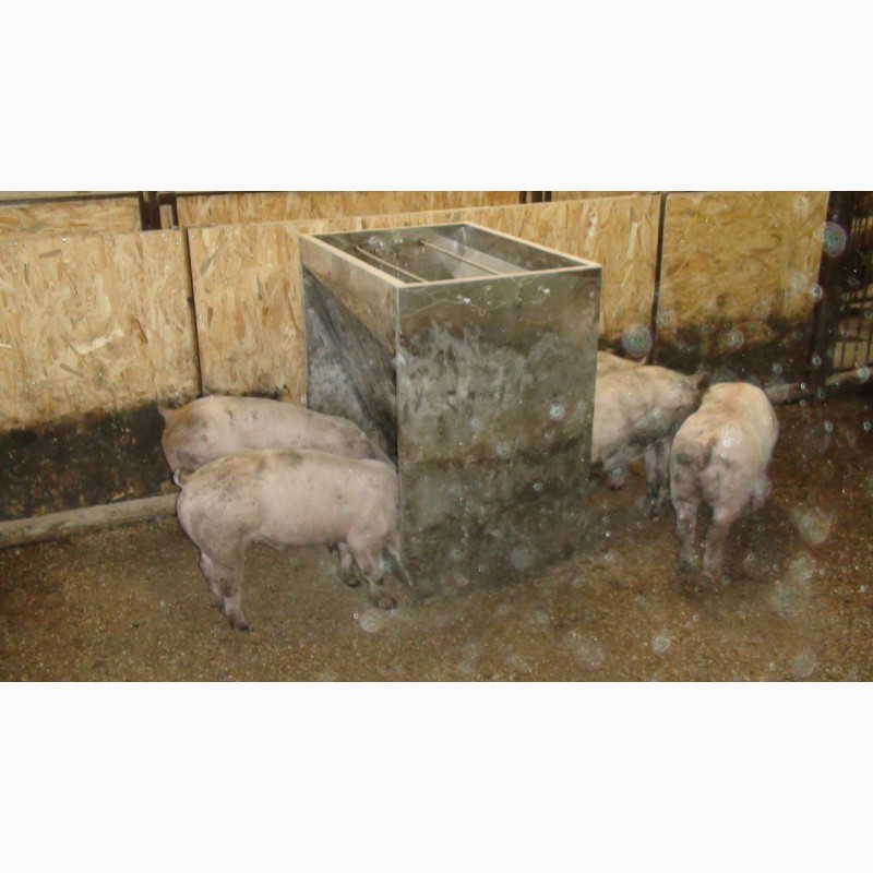 Фото 2. 100% нержавейка. Кормушка для откорма 60 голов свиней от 20 до 140 кг, 6 секций (ПКС323)