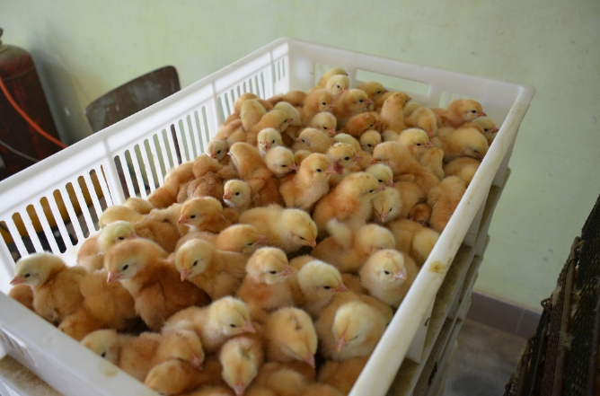 Фото 2. Мясо-яєчні курчата суточні та підрощені