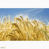 Продам канадскую пшеницу сорт Тесла, Омаха, Арвада Кривой Рог