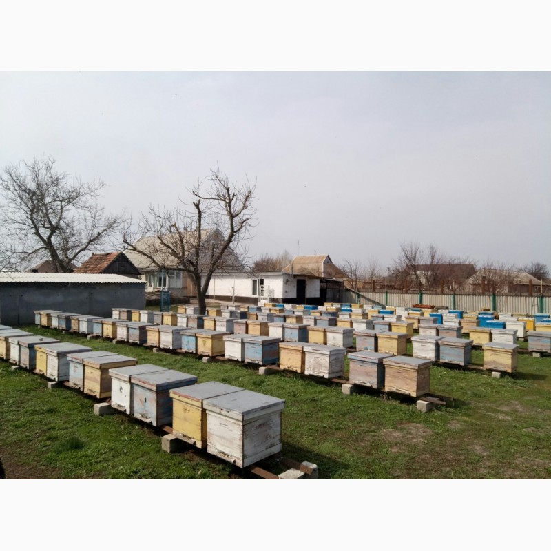 Продам пчелосемьи, пчел, бджолосімї, бджоли