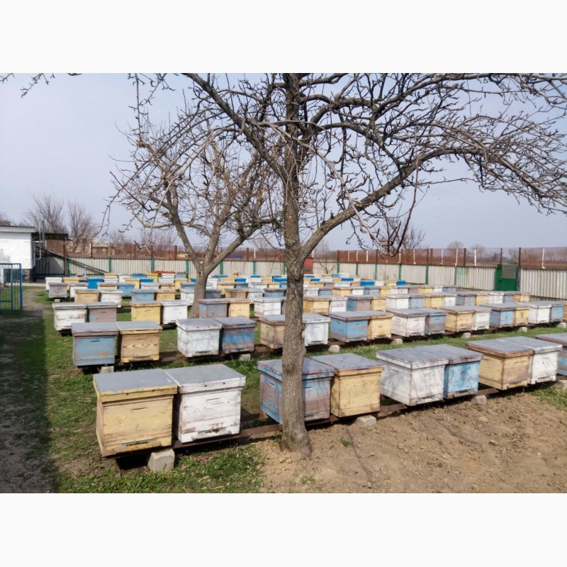 Фото 3. Продам пчелосемьи, пчел, бджолосімї, бджоли