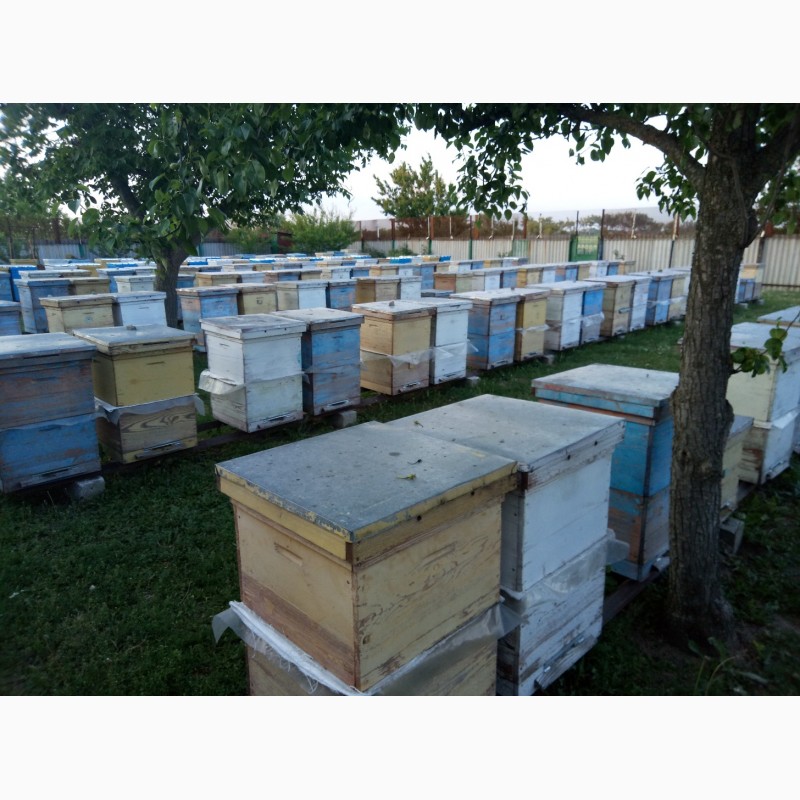 Фото 4. Продам пчелосемьи, пчел, бджолосімї, бджоли