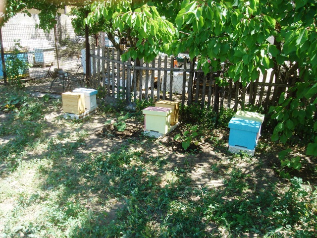 Фото 3. Чистокровные пчеломатки бакфаст с Федотовой косы