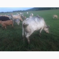 Продам коров породы Шароле