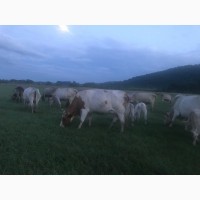 Продам коров породы Шароле