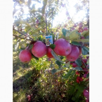 Яблука (Айдаред, Монтуан)