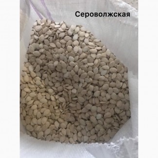 Продам семена тыквы, сорт Серо Волжская калибр 12 после Фотосипаратора