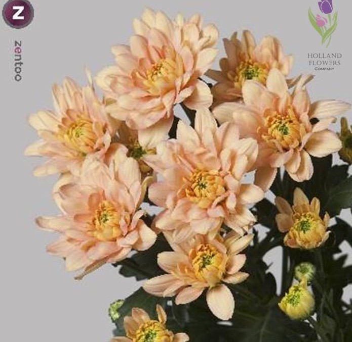 Фото 10. Chrysanthemum, Хризантема многоголовая, ОПТ, Киев к 8 Марта