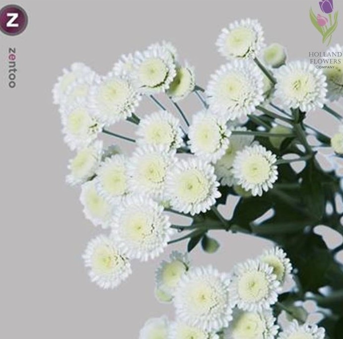 Фото 11. Chrysanthemum, Хризантема многоголовая, ОПТ, Киев к 8 Марта