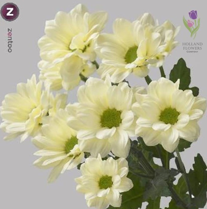 Фото 12. Chrysanthemum, Хризантема многоголовая, ОПТ, Киев к 8 Марта