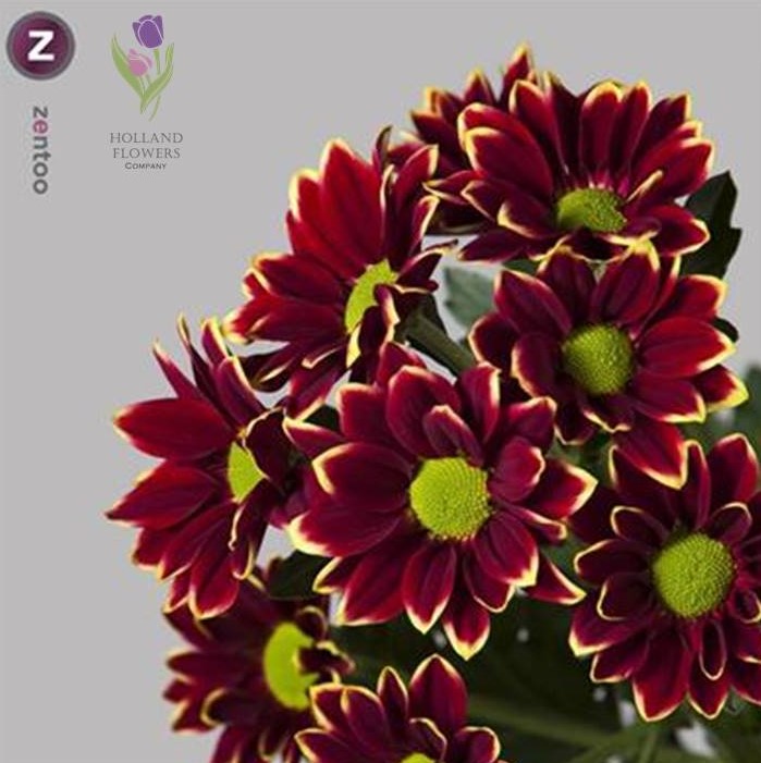 Фото 18. Chrysanthemum, Хризантема многоголовая, ОПТ, Киев к 8 Марта