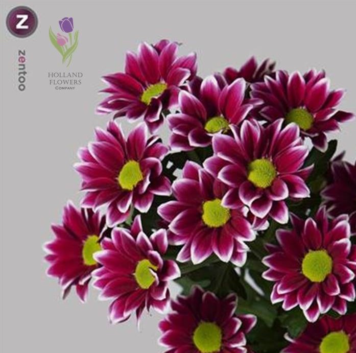 Фото 19. Chrysanthemum, Хризантема многоголовая, ОПТ, Киев к 8 Марта